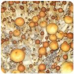 Псилоцибиновые (галлюциногенные)  грибы Psilocybin "Golden Teacher" в Облучье