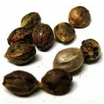 Семена марихуаны АК-47  (Seeds AK-47) в Облучье